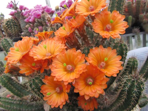 Echinocereus rischeri